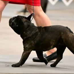 Rottweilers from Templinhaus Rottweilers