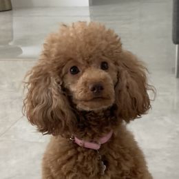 Gigi - Poodle
