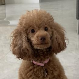 Gigi - Poodle