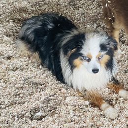 Cash - Toy Australian Shepherd
