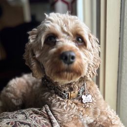 JoJo - Cavapoo
