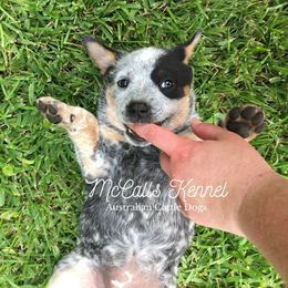 Australian Cattle Dog Puppies from McCall's Mississippi Blue Heelers