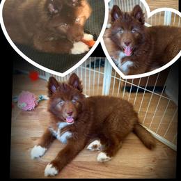 Jadewood - Red and white female Siberian Husky puppy in Florence, Kentucky from Moonlight Howl Huskies
