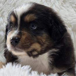KB.BTM2 - Black tri-color male Australian Shepherd puppy in Deer Lodge, Tennessee from KSH Aussie Haven
