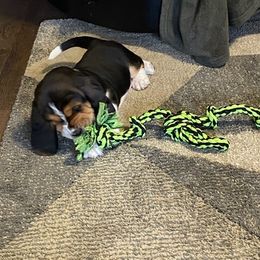 Basset Hounds from Seymour Hounds