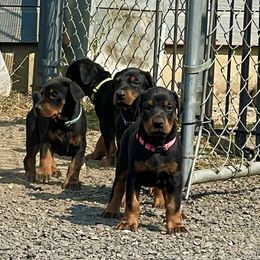 Girl 1 - female Doberman Pinscher puppy in Cheney, Washington from European Dobermans by Diana