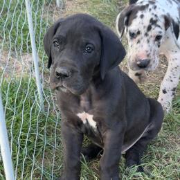 Black Boy - Black male Great Dane puppy in Ottumwa, Iowa from Robin's Great Danes