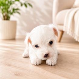 Violet - White female Morkie puppy in Tampa Bay, Florida from Woodpecker Ridge Pups