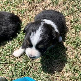 Aussiedoodle, Australian Shepherd, and Poodle Puppies from Big Mama’s Beauties