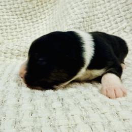Jam - Black tri-color female Australian Shepherd puppy in Ashland, Ohio from SS Australian Shepherds
