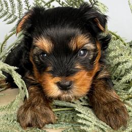 Teddy - Black and tan male Yorkshire Terrier puppy in West Fargo, North Dakota from A Yorkie Tale