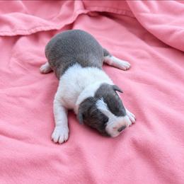 Azura - Blue female American Staffordshire Terrier puppy in Conley, Georgia from Cicero Kennels