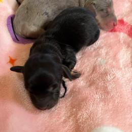 Girl 4 - Black and cream female Dachshund puppy in Mayfield, Kentucky from H&C’s Dachshunds and Retrievers