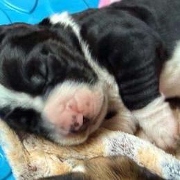 Maverick - Black and white male Basset Hound puppy in Knoxville, Tennessee from Well Hounded Bassets