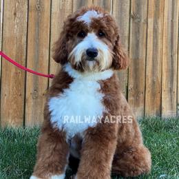 Violet - Goldendoodle