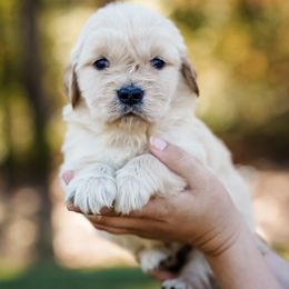 Ginger - Golden female Golden Retriever puppy in Millry, Alabama from Buck Hill Goldens