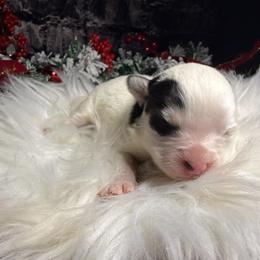 Girl 2 - White female Pomsky puppy in Amarillo, Texas from Pom Pom Pomskies