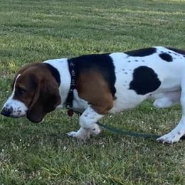 Basset Hounds from Blackberry Creek Basset Hounds