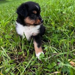 Mocha - Black tri female Miniature Australian Shepherd puppy in Mount Carmel, Tennessee from Hill Top Mini Aussies