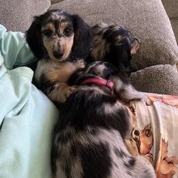 Dachshund Puppies from Miniature Dreams Dachshunds