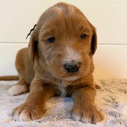 Black Collar Boy - Apricot male Goldendoodle puppy in San Augustine, Texas from Vintage Doodles