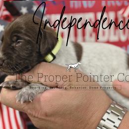 Independence - female German Shorthaired Pointer puppy in Six Mile, South Carolina from The Proper Pointer Co.