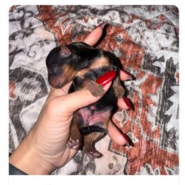 Yorkshire Terrier Puppies from The Yorkie House