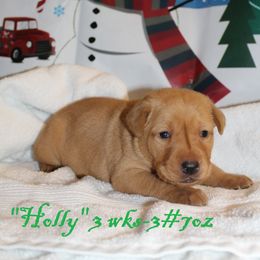 Labrador Retriever Puppies from Rainy Lake Labrador Retrievers