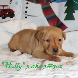 Labrador Retriever Puppies from Rainy Lake Labrador Retrievers