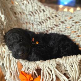 Carrot - Black female Poodle puppy in Springfield, Oregon from Valaurah Farms