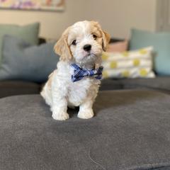 Cavachon, Cavalier King Charles Spaniel, and Cavapoo Puppies from Cavachon Love