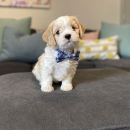 Cavachon, Cavalier King Charles Spaniel, and Cavapoo Puppies from Cavachon Love