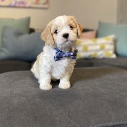 Cavachon, Cavalier King Charles Spaniel, and Cavapoo Puppies from Cavachon Love