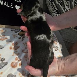 Dachshund Puppies from Blue Ridge Weenies