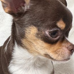 Jasper - Chocolate and tan male Chihuahua puppy in North Dakota from American Dream Chihuahua’s