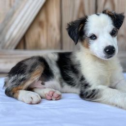 Aussiedoodle, Miniature Australian Shepherd, Pomeranian, and Toy Australian Shepherd Puppies from SBA Aussies