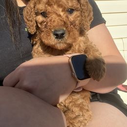 Goldendoodle Puppies from Life_on. Paws