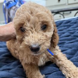 AJ-blue collar - Red  male Goldendoodle puppy in Daytona Beach, Florida from Lindy’s Doodles
