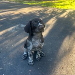 Yellow Boy - Liver and white male German Wirehaired Pointer puppy in Oregon City, Oregon from German Wirehaired Versatility Dogs