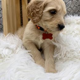 Oliver - Apricot male Goldendoodle puppy in Boise, Idaho from Goldendoodle Baby