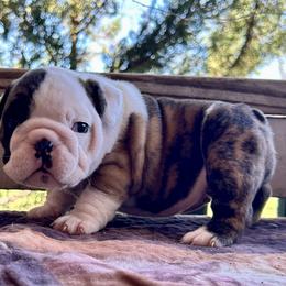 Carla - Red brindle and white female Bulldog puppy in Ranger, Texas from Select Bulldogs