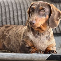 Oona - Dachshund