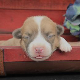 Gingersnap - Sable female Pembroke Welsh Corgi puppy in Dickeyville, Wisconsin from J&R Shepherds & Corgis