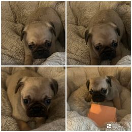 Boy 1 - Fawn male Pug puppy in Trenton, Tennessee from Brenda's Puppies