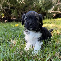 Sandy - Black and tan brindle female Havanese puppy in Brisbane, California from Natalie’s Havanese