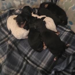 Yorkipoo and Yorkshire Terrier Puppies from Sonshine Yorkies