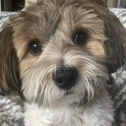 Kobe - Havanese