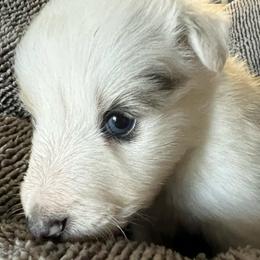 Skittles - White blue merle and tan male Shetland Sheepdog puppy in Kerville, Texas from Cedar Hill Kennels
