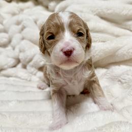 Honey (yellow) - Parti female Goldendoodle puppy in Twin Falls, Idaho from Magic Valley Family Doodles