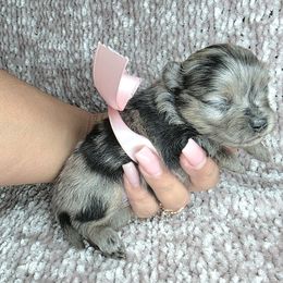 Princess Di - Blue merle Pomeranian puppy in Smithville, Texas from Lafary Poms